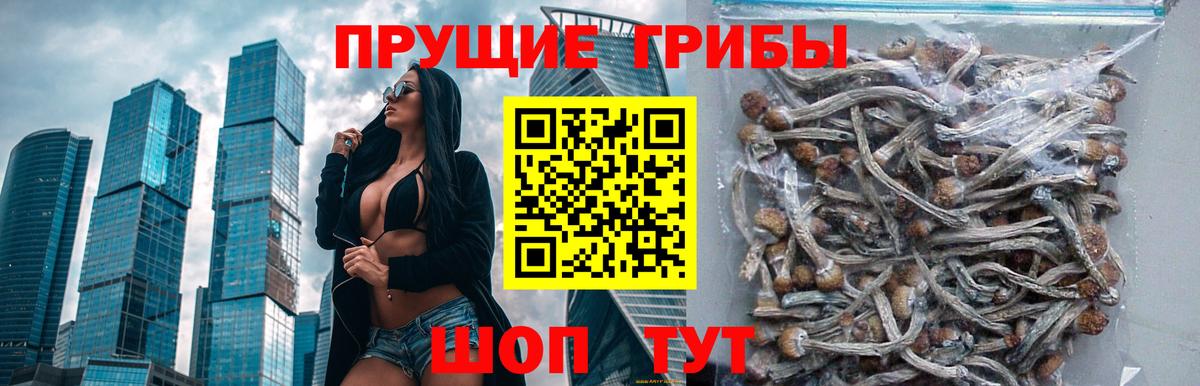 Галлюциногенные грибы Psilocybe Лабытнанги